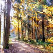 Autumn forest with sunrays