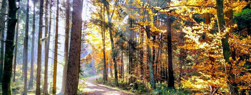 Herbstwald mit Sonnenstrahlen