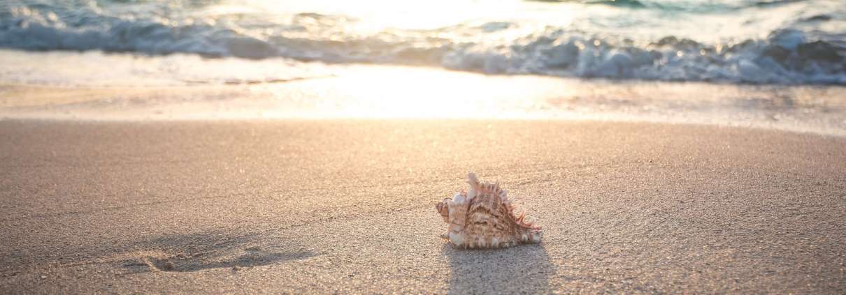 Strand mit Meeresschnecke