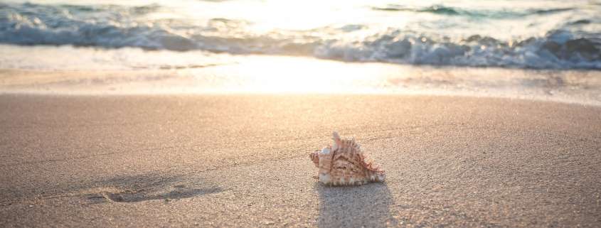 Beach with snail shell