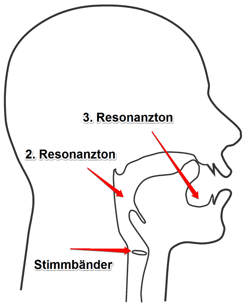 Schnittbild vom Kopf mit Resonanzräumen